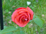 Kathy's Rose