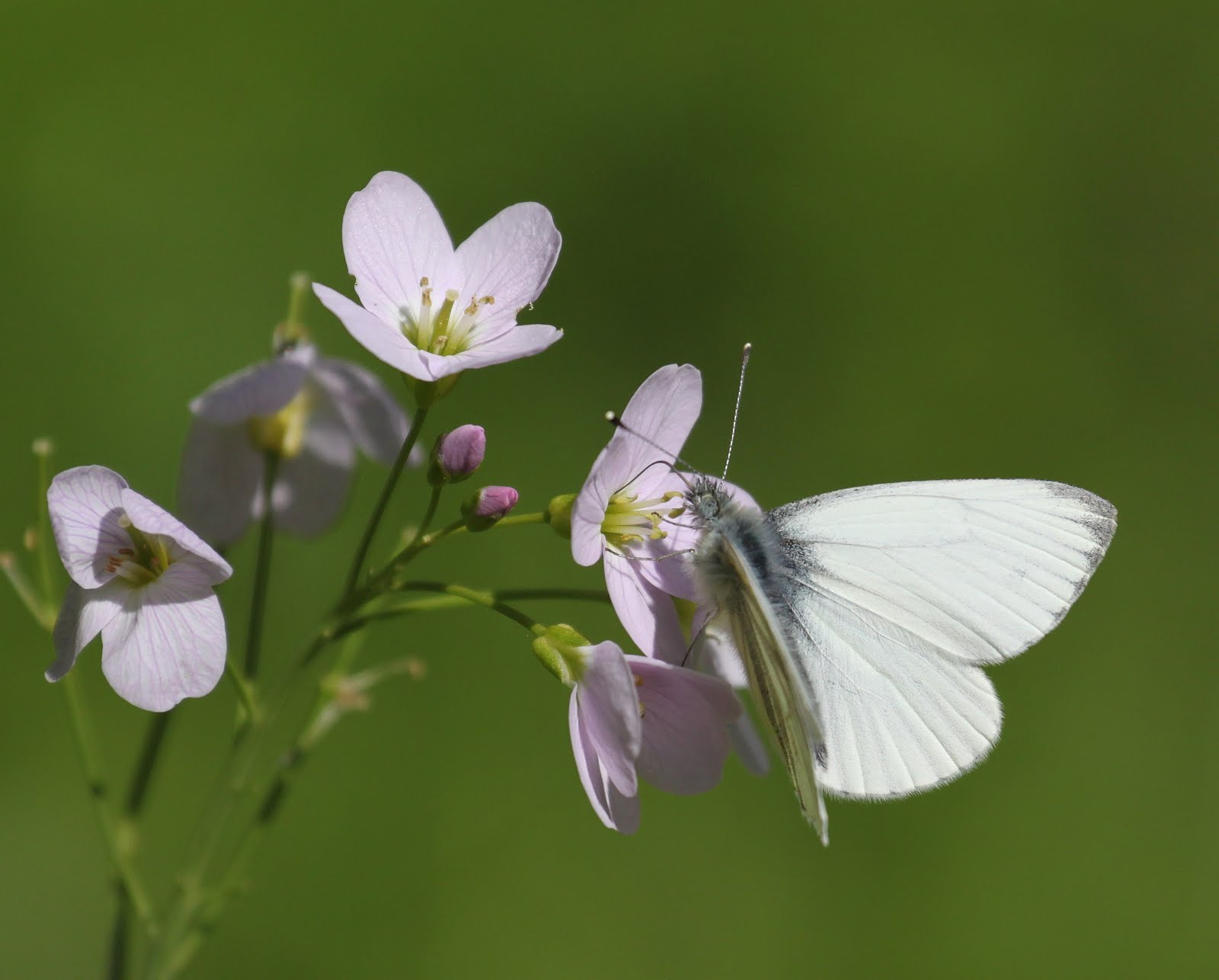 GREEN-VEINED WHITE