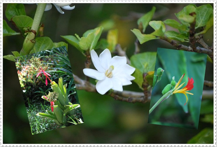 Regalo de Galle. Flora de Tenerife.