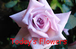 TODAY'S FLOWERS LOGOS