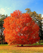 ¡Feliz Otoño!