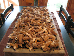 Morel Mushrooms