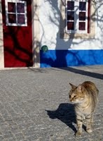 gato alentejano