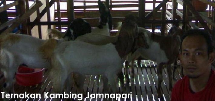 Ternakan Kambing Jamnapari