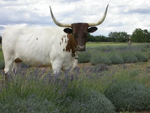 Lavender & Longhorns