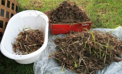 Pile of crocosmia corms