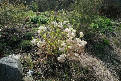 Garden area which needs Spring clearing