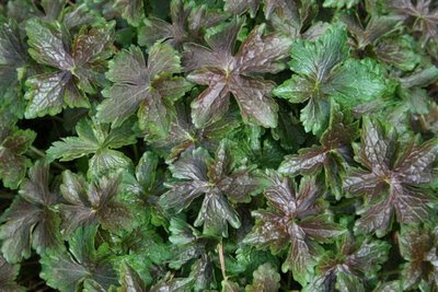 Chocolate coloured hardy geranium