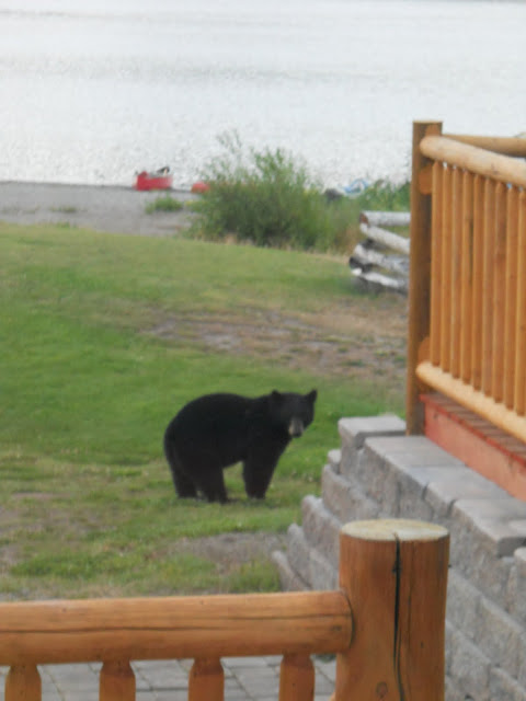 Black bear in our yard