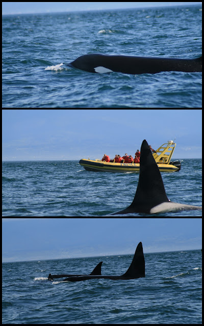 Orca whale watching