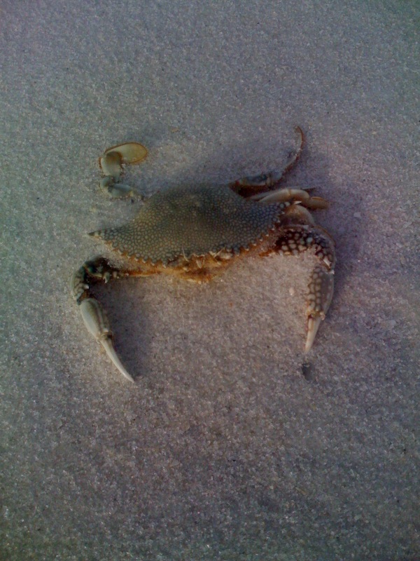 [crab.jpg]