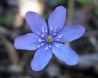 La flor magica, que  mi amiga Marinel me regalo.