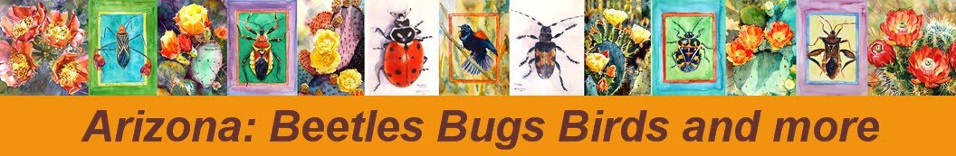 Arizona: Beetles, Bugs, Birds and more