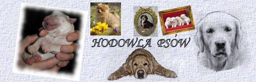 Hodowla psów