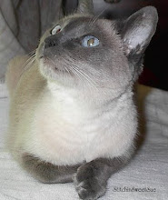 Tika 09/1988 - 09/07/2005