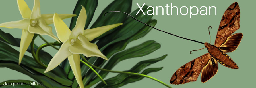 Xanthopan