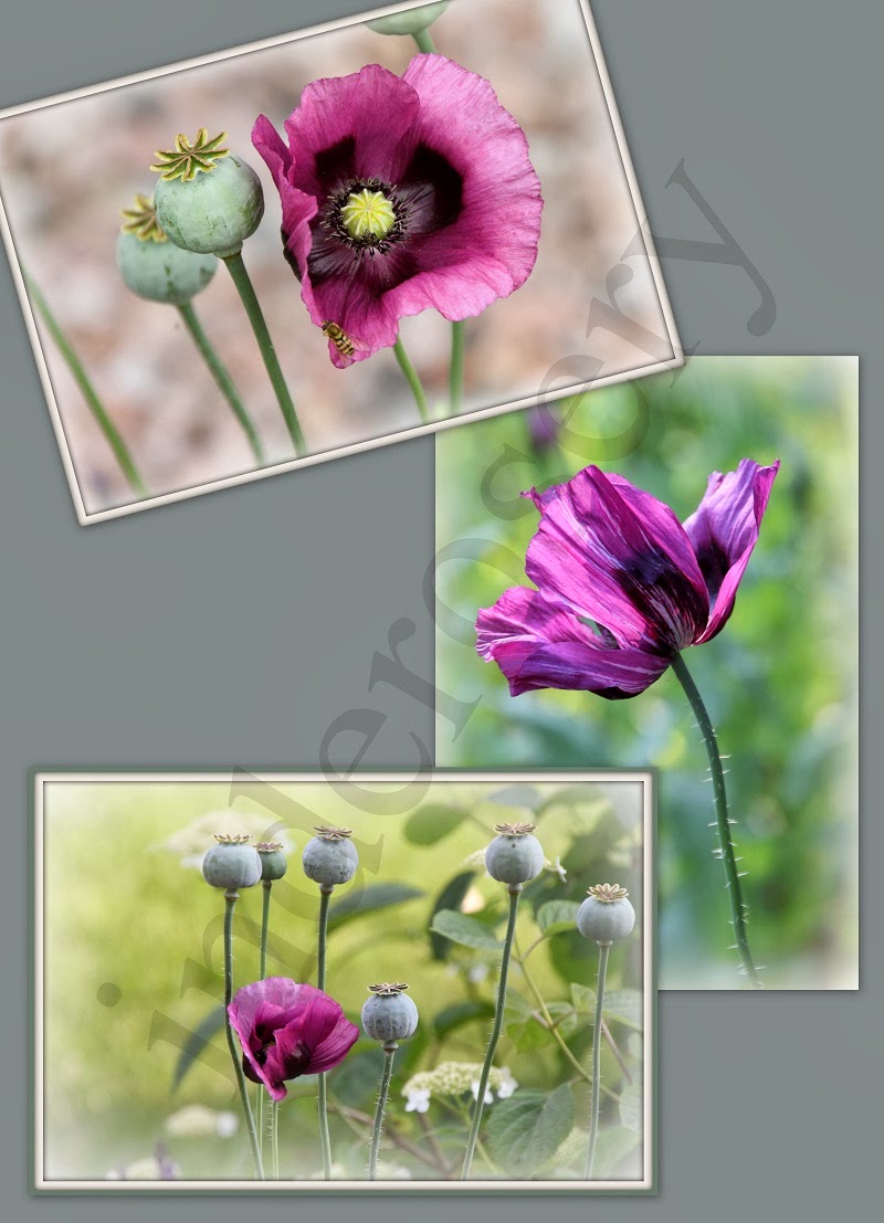 setje 5:  "papaver"