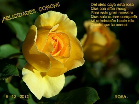 Regalo de Rosa, 8-12-12