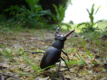 Stag Beetle