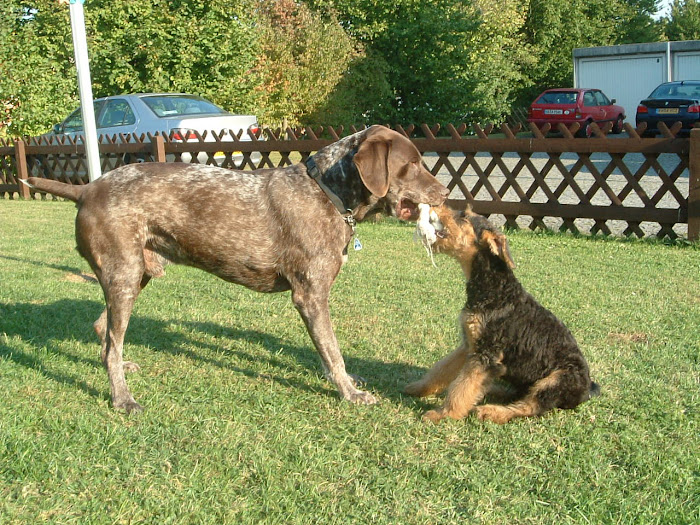 Ludo and Bramble