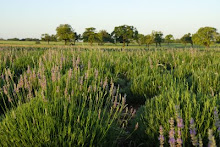 Lavender In Bloom