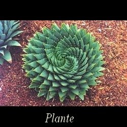 Plante