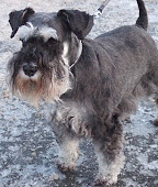 Isa, my wonderful miniature schnauzer: