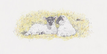 Two Snoozing Lambs