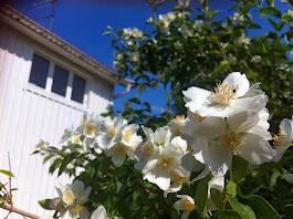 Sommar på Elmåsen