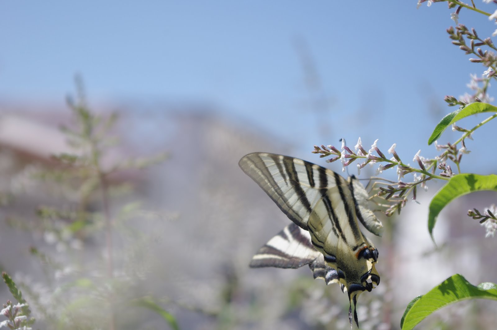 borboleta na Penina