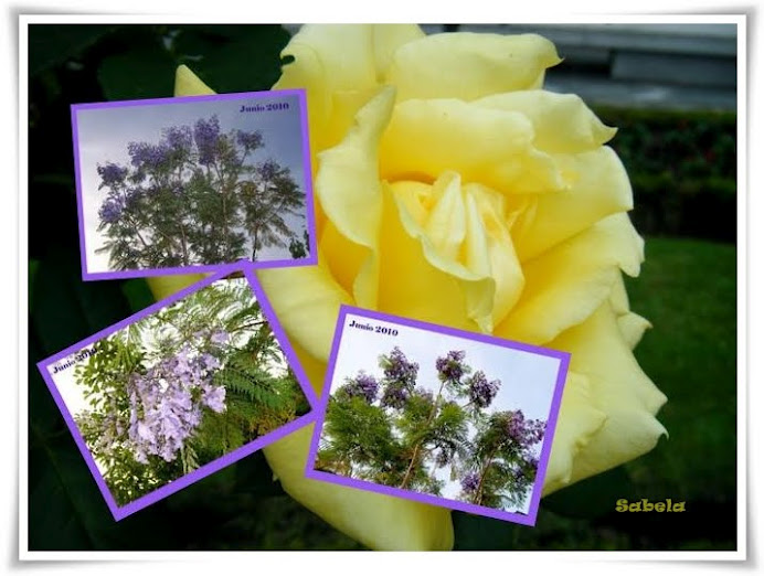 Regalo de Conchi. Flores de Jacaranda.