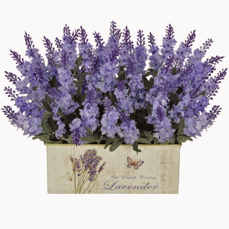 Lavanda