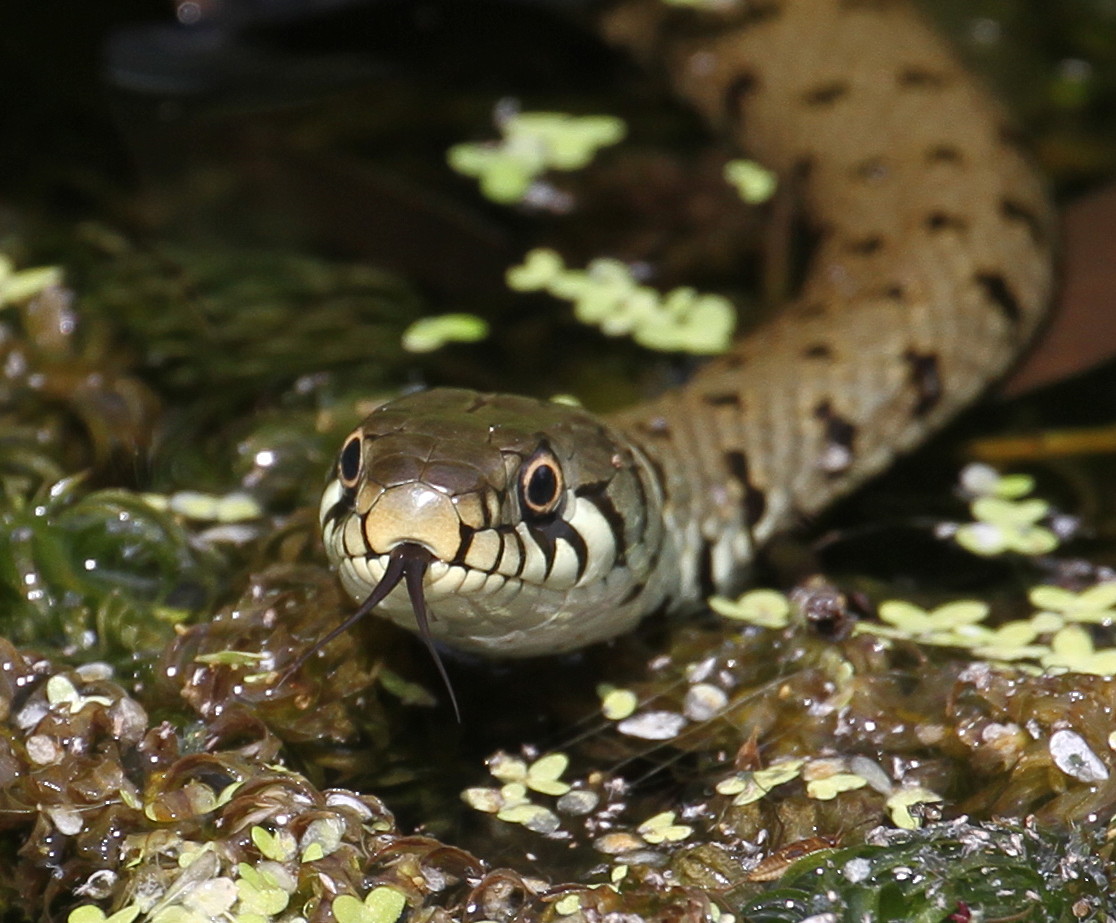 GRASS SNAKE