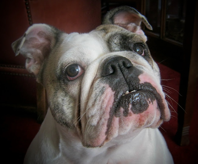 Bulldogmeis2