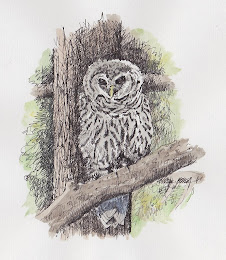 Northern Spotted Owl