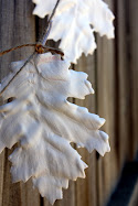 Maple Leaf Garland