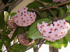 flor de cêra