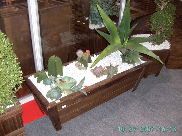 Mini jardim de cactos