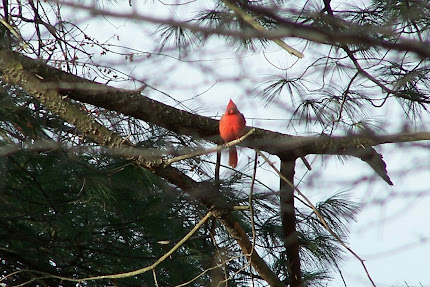 Indiana State Bird