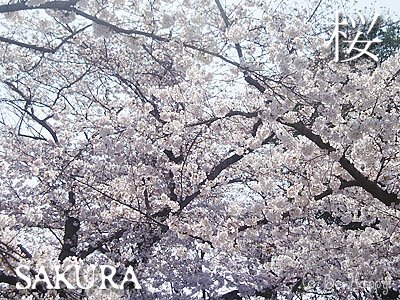 [Sakura0407.jpg]