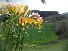 UN ABRIL ENCANTADO ME REGALA ESTAS PRECIOSAS FLORES, AL FONDO UNA PRADERA...