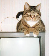 Telly tabby