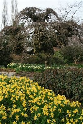 Very contorted willow and daffodils