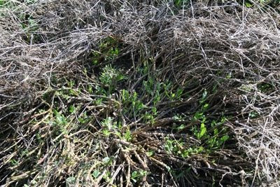 New growth in osteospermum