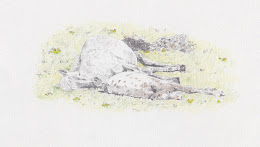 Sleeping Mother & Foal