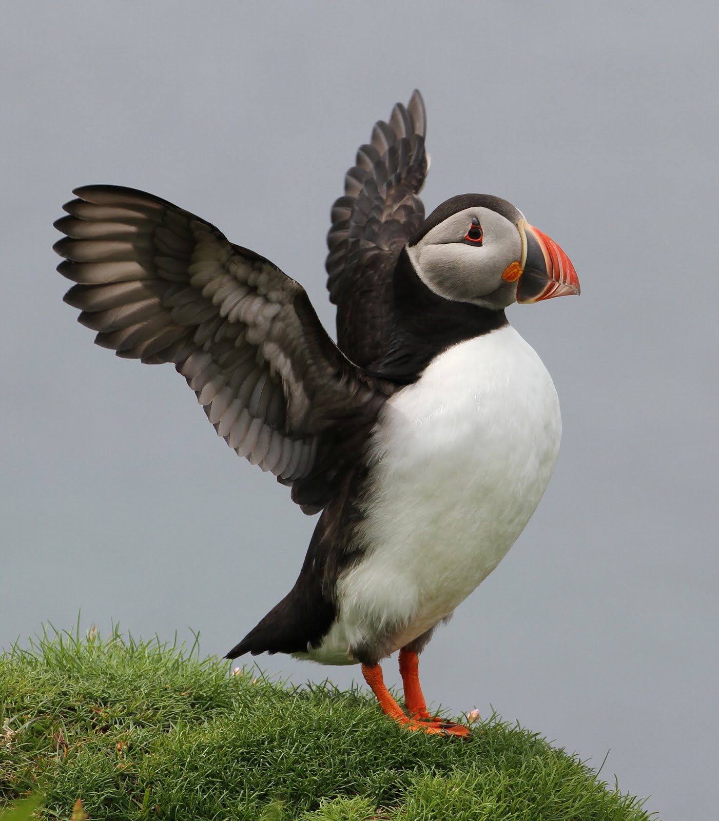 PUFFIN