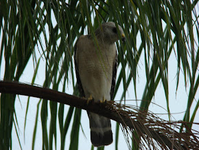 Peregrine Falcon