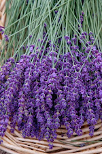 amo la lavanda