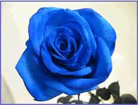 A Blue Rose