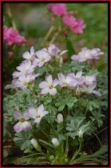 Oxalis adenophylla